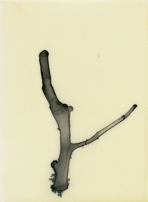 'Plant Body 8', by Katharina Jaeger, ink and wax on paper, 210x140mm, (SOLD)