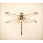 Watercolour (Dragonfly), by Nic Moon, cow dung and water on board, 900 x 1040mm
