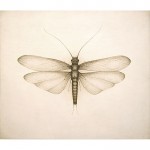 Watercolour (Stonefly), by Nic Moon, cow dung and water on board, 900 x 1040mm